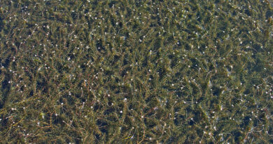 ⚠️ Wichtige Information zu den Schwimmpassagen beim Crow Mountain Survival 2025 ⚠️